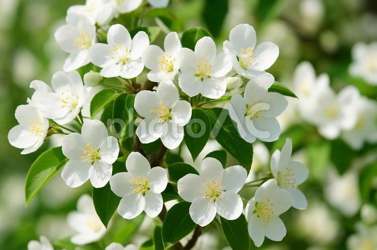 白い安息香の花が満開に・ガーデニング 安息香,バイカウツギ,白い花の写真素材