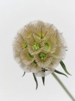 スカビオサ ステルンクーゲル スカビオサ ステルンクーゲル 花,植物,スカビオサの写真素材