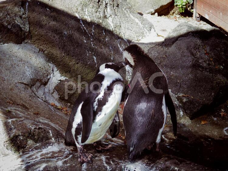 ケープペンギン7（静岡県伊東市） ケープペンギン,ペンギン,鳥類の写真素材