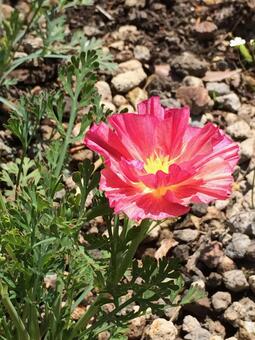 砂地に咲く花 砂地に咲く花の写真