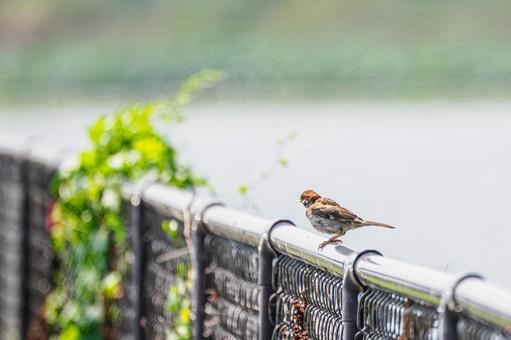 スズメ)63) スズメ)63) 鳥,スズメ,野鳥の写真素材