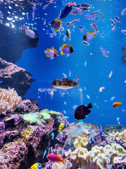 水中撮影1 水中撮影1 魚,海,サンゴの写真素材