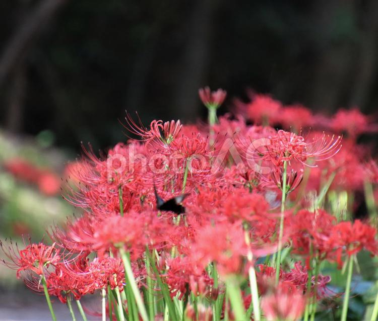 彼岸花の周りを舞うアゲハチョウ 蝶,秋,秋色の写真素材