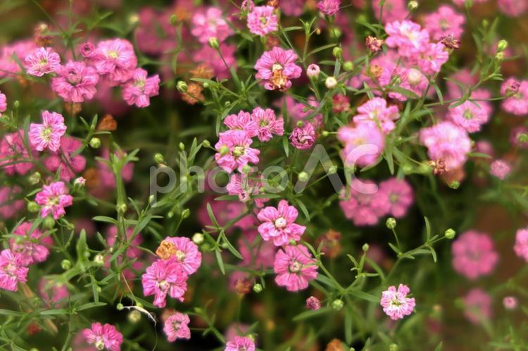 カスミソウの小さなピンク色の花 カスミソウ,かすみ草,ギブソフィラの写真素材