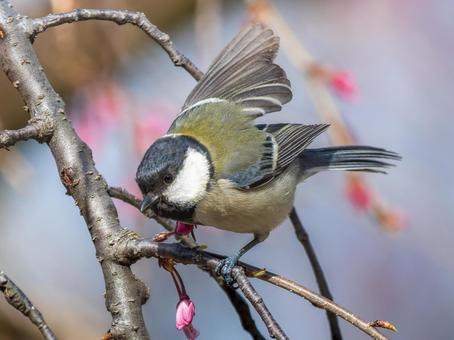 枝にとまるシジュウカラ 枝にとまるシジュウカラ シジュウカラ,野鳥,鳥の写真素材
