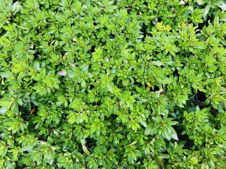 植え込み植物テクスチャー 植え込み植物テクスチャーの写真