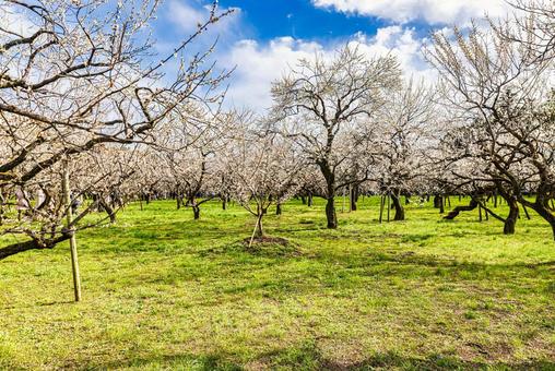 偕楽園公園　満開の梅園 偕楽園,花,梅の写真素材