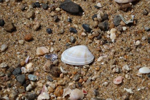 白い貝殻のある砂浜の地面のアップの写真