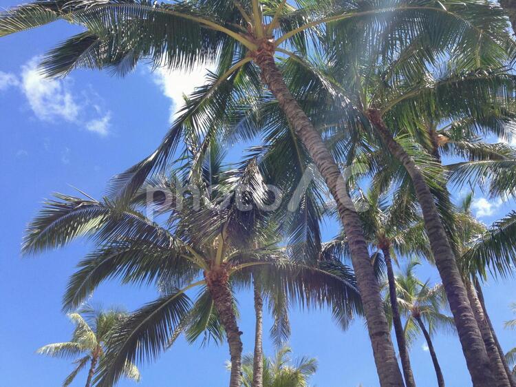 ハワイのヤシの木 ハワイ,リゾート,夏の写真素材