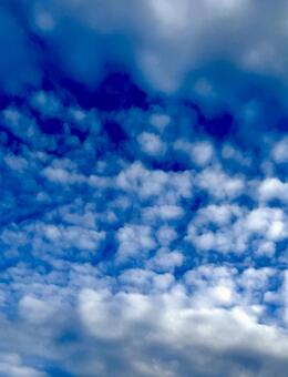 うろこ雲の季節 青空,空,雲の写真素材