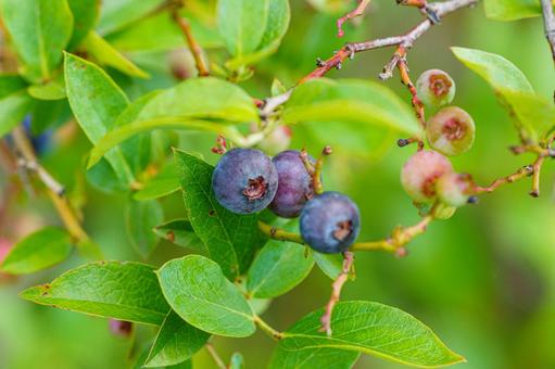 Blueberries ripe for eating, JPG