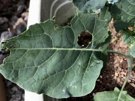 害虫に食われた葉っぱ 害虫に食われた葉っぱ 自然,被害,虫食いの写真素材