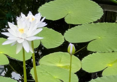 ハス　はす ハス,自然,女性的の写真素材