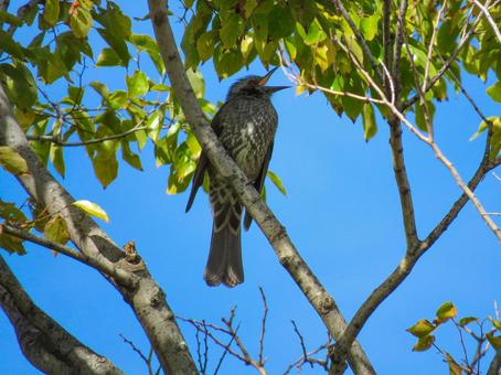 木の枝に留まりさえずるヒヨドリ 木の枝に留まりさえずるヒヨドリ ヒヨドリ,野鳥,動物の写真素材