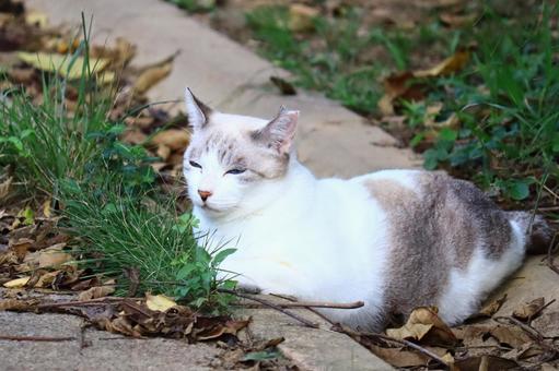 公園ネコ　沖縄県　那覇市の写真