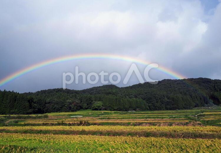 田んぼと虹２ 田んぼ,虹,秋の写真素材