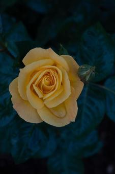 rose, JPG rose, JPG