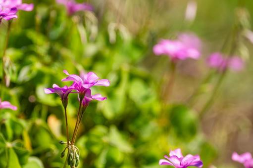 イモカタバミ⑸の写真