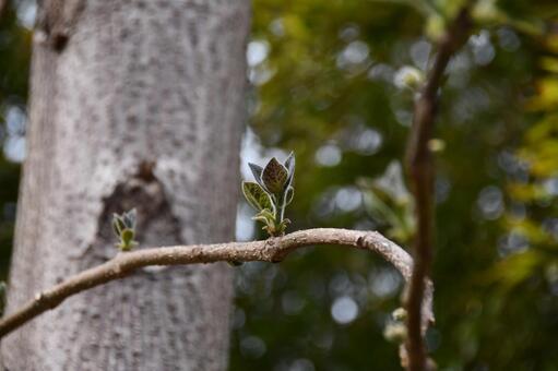 桐の新葉と幹 桐,キリ,新葉の写真素材