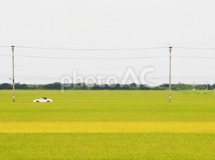 田園と車 車,自動車,電柱の写真素材