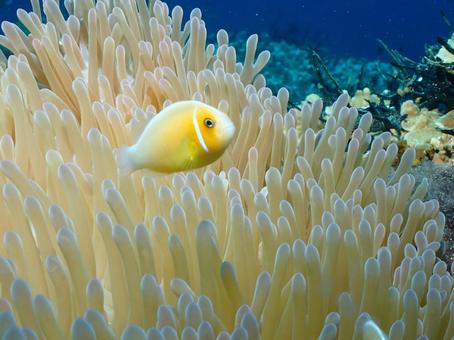 グアムのハナビラクマノミ グアムのハナビラクマノミ ハナビラクマノミ,クマノミ,グアムの写真素材