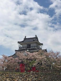 浜松城と桜 浜松城と桜の写真