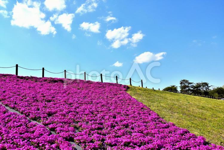 市貝の芝桜（栃木） 芝桜,風景,春の写真素材