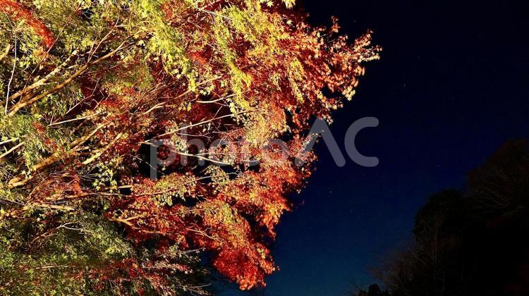 千葉県養老渓谷　夜の粟又の滝付近の紅葉 紅葉,粟又の滝,養老渓谷の写真素材