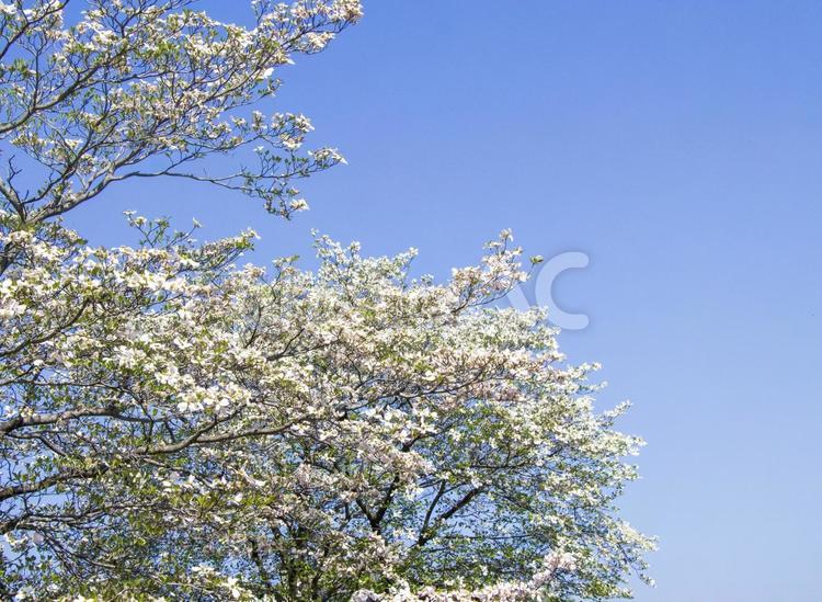 爽やかな青空と満開のハナミズキの花 ハナミズキ,花水木,青空の写真素材