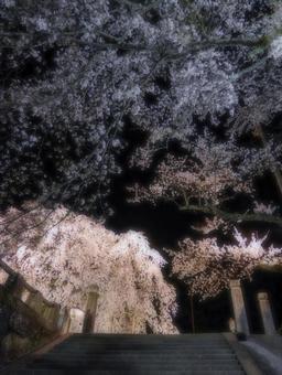 夜桜 夜桜の写真
