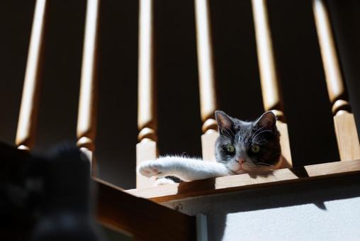 2階から覗く猫 2階から覗く猫の写真