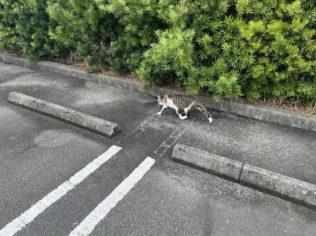 駐車場の猫９ 猫,野良猫,ねこの写真素材