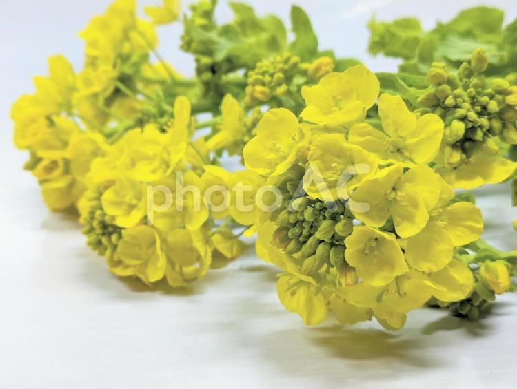 満開の菜の花の背景素材６ 菜の花,なのはな,春の写真素材