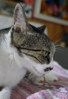 Photo, cat, profile, stare, 