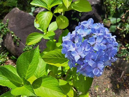 Hydrangea, JPG Hydrangea, JPG