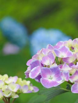 Hydrangea, JPG Hydrangea, JPG