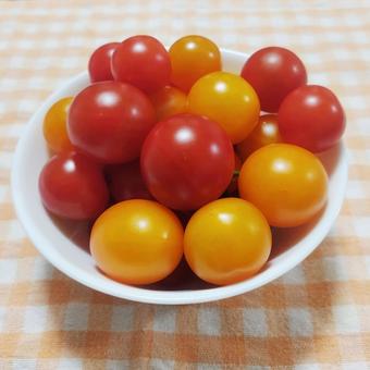 収穫野菜9(ミニトマト) 収穫野菜9(ミニトマト)の写真