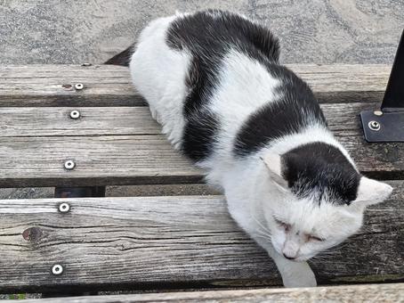 シロクロネコ シロクロネコ ねこ,cat,動物の写真素材