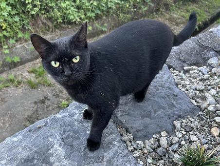 黒猫と目が合った❤︎ 黒猫と目が合った❤︎ 黒猫,地域猫,さくら猫の写真素材