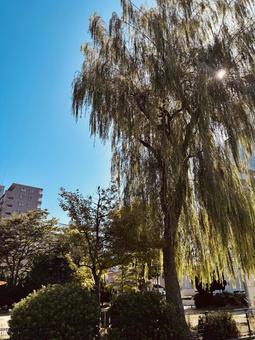 大きな木 大きな木の写真