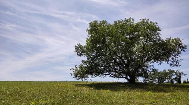 新緑と草原、この木何の木？ 風景,新緑,青空の写真素材