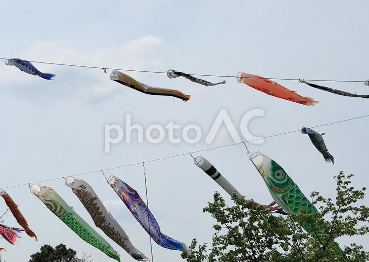 風になびくたくさんの鯉のぼり 鯉のぼり,端午の節句,子供の日の写真素材