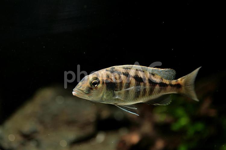 ブッコクロミスヘテロタエニア アフリカンシクリッド,熱帯魚,アフリカンの写真素材