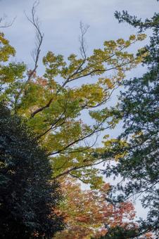 紅葉と空 紅葉と空の写真