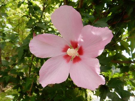 [Flower photo] Rose of Sharon, JPG