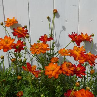 カラフルな黄花コスモスの花 カラフルな黄花コスモスの花の写真