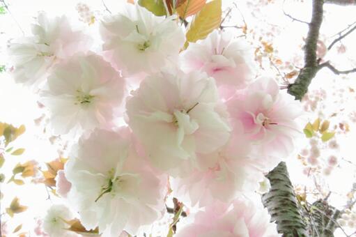 桜 桜の写真