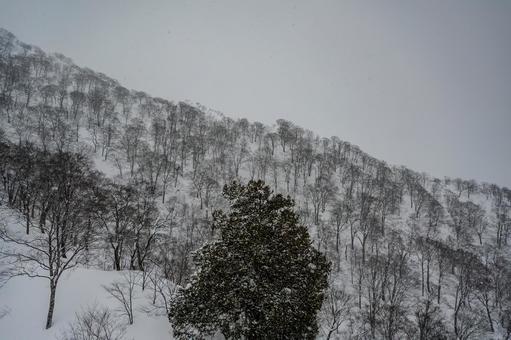 谷川岳ロープウェイから見た景色 谷川岳ロープウェイから見た景色の写真