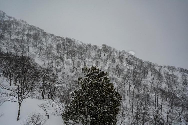 谷川岳ロープウェイから見た景色 谷川岳,ロープウェイ,銀世界の写真素材