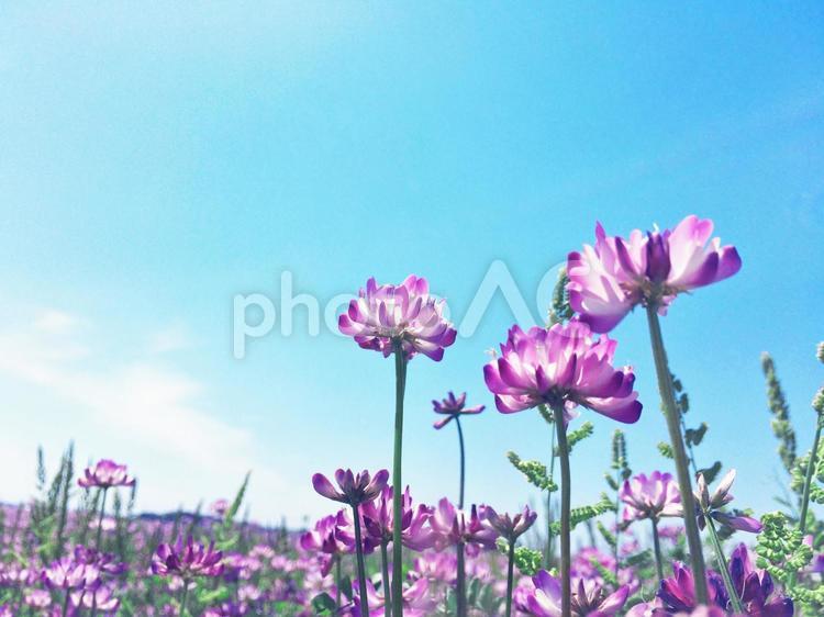 青空に向かって咲くれんげ草 見上げる,リラックス,のんびりの写真素材